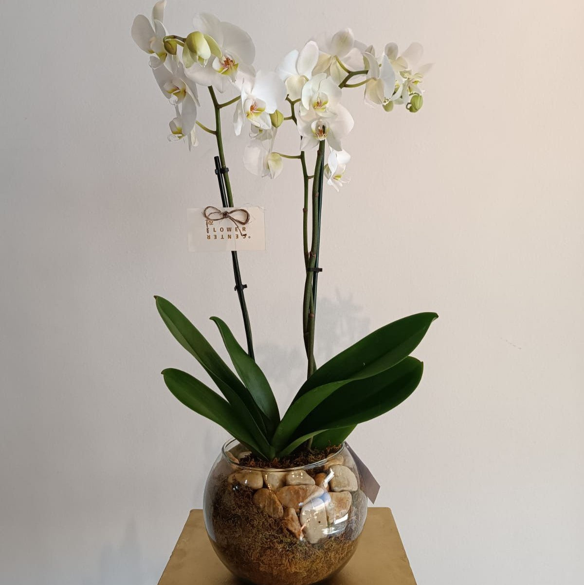 Orquídea en pecera
