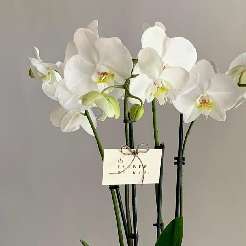 Orquídea en pecera