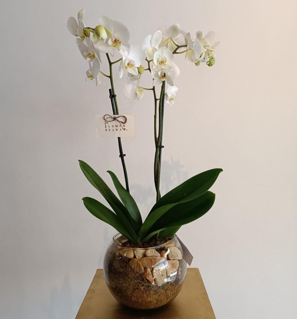 Orquídea en pecera