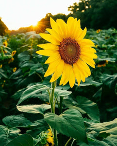 Girasoles