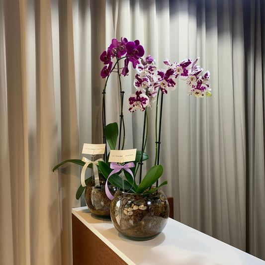 Orquídea en Pecera