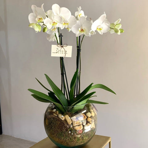 Orquídea en pecera