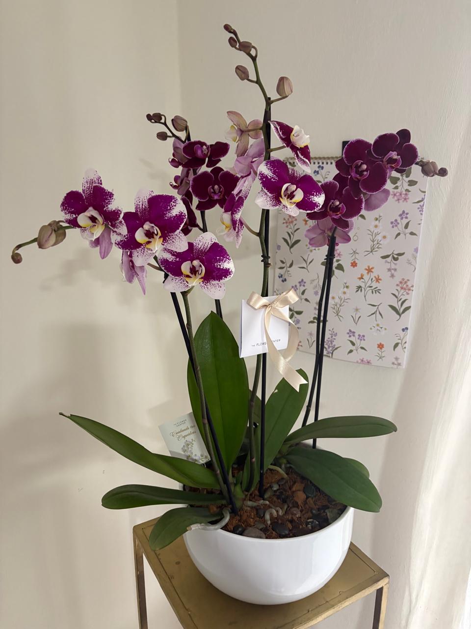 Doble Orquídea en Maceta