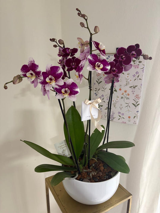 Doble Orquídea en Maceta