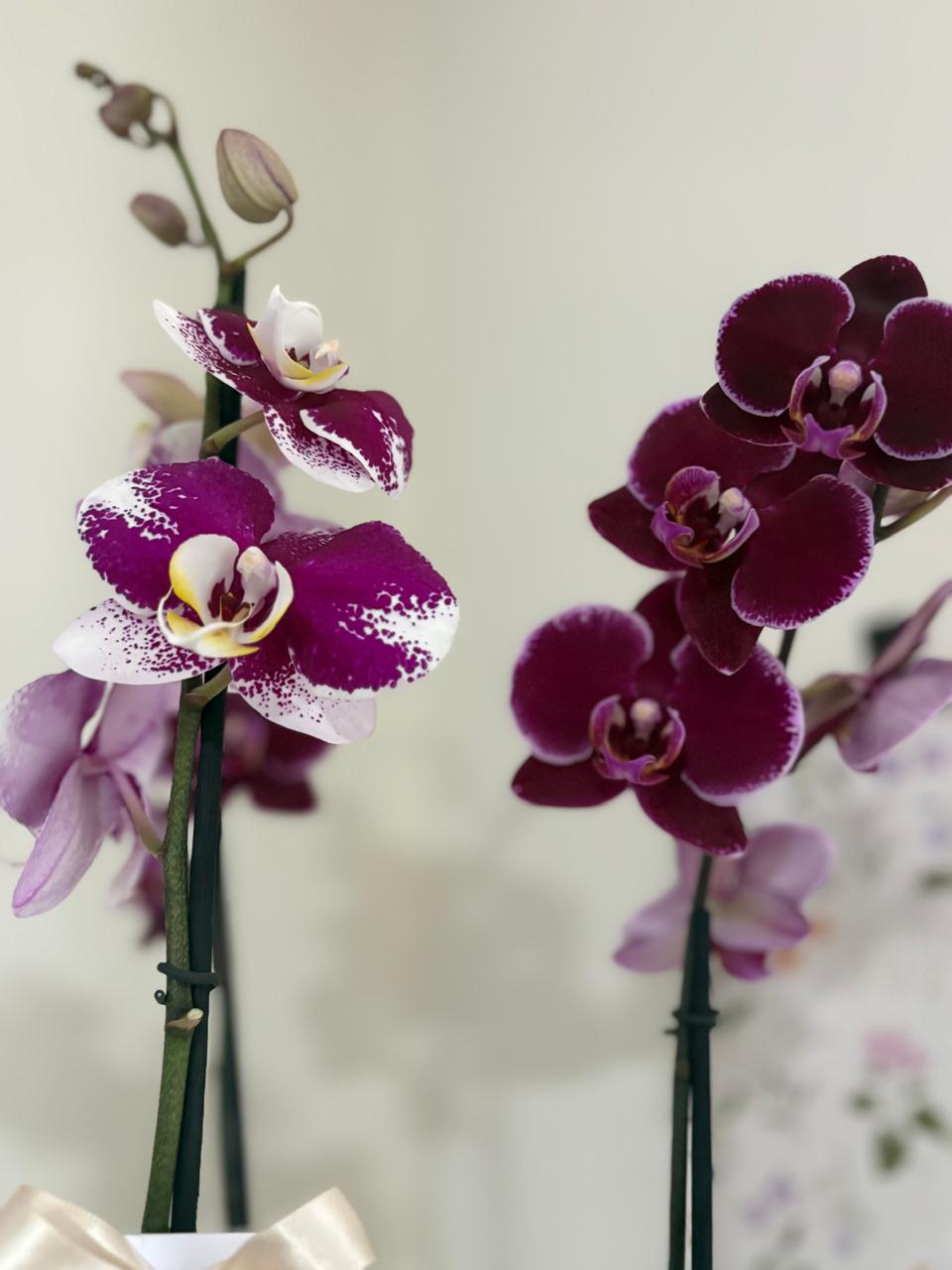 Doble Orquídea en Maceta