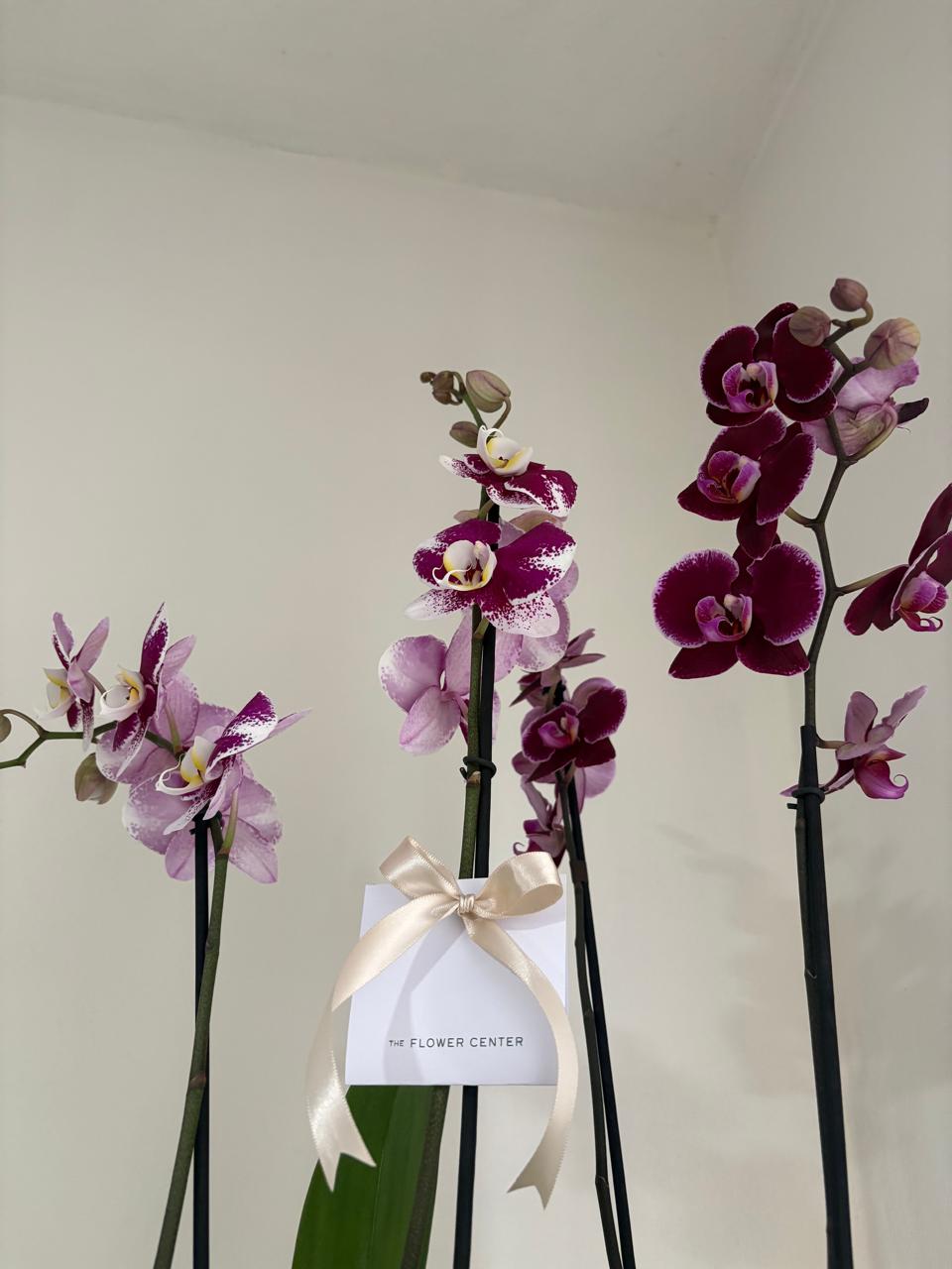 Doble Orquídea en Maceta