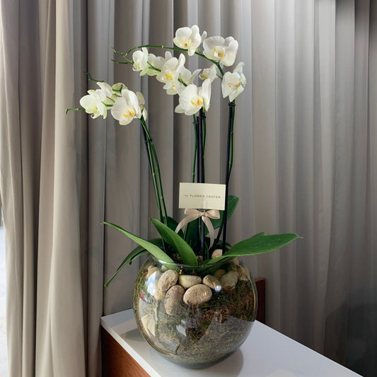 Orquídea en pecera